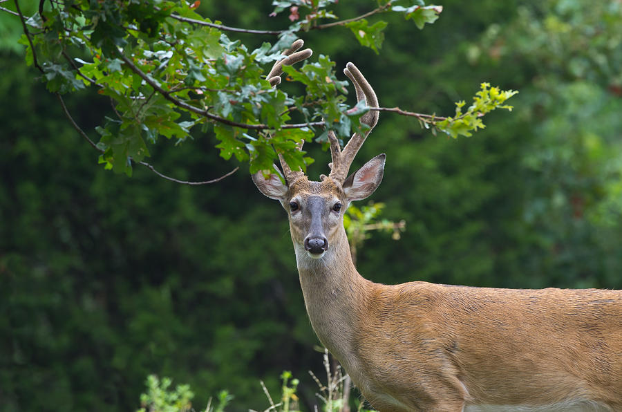 White-tailed Deer - 3178 Photograph by Jerry Owens