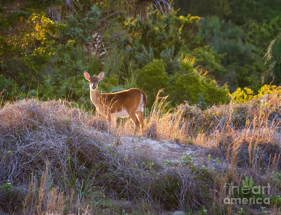 White-tailed Deer at Sunset Photograph by Dawna Moore Photography