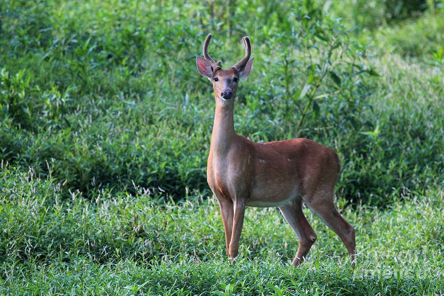 White-tailed Deer Photograph by JackR Brock