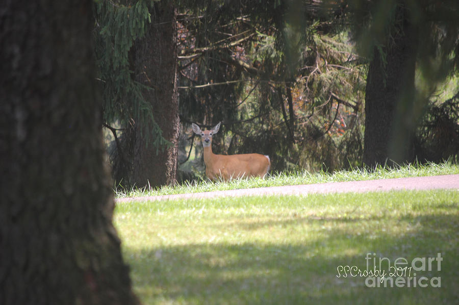 White-Tailed Deer Photograph by Susan Stevens Crosby