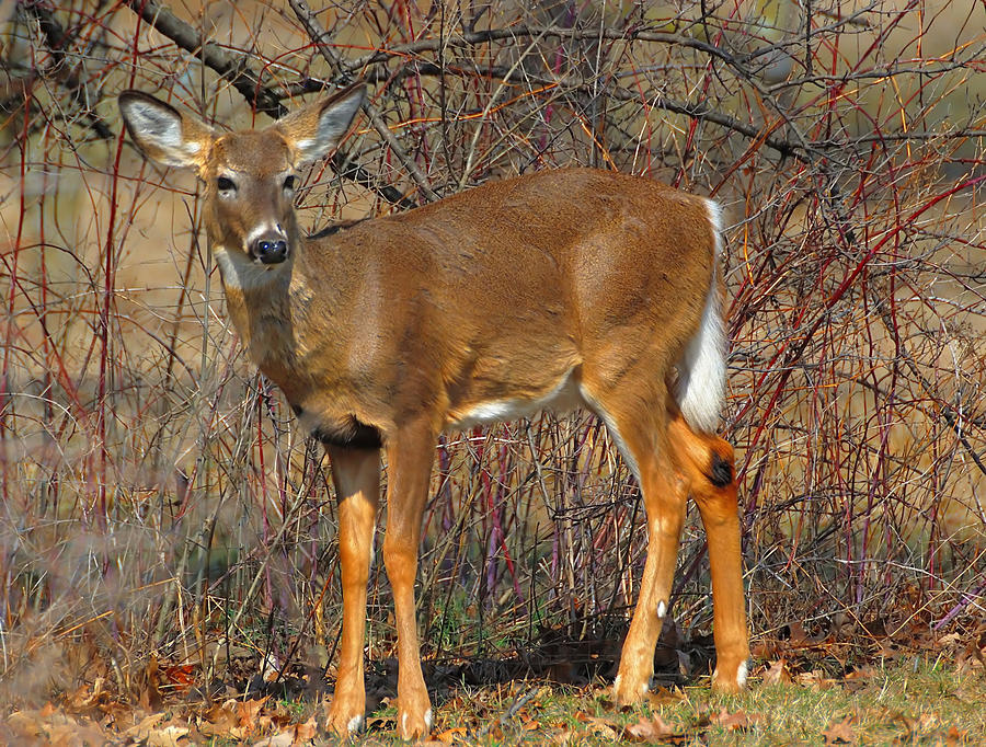 White Tailed Deer by Tim Elliott - White Tailed Deer Photograph - White ...