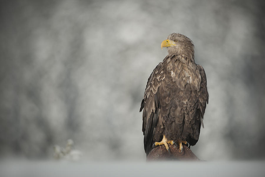 White-tailed Eagle Photograph by Andy Astbury