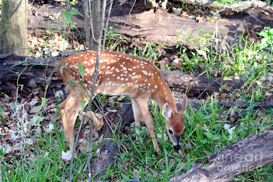 Deer Photograph - White-tailed Fawn by April Wietrecki Green