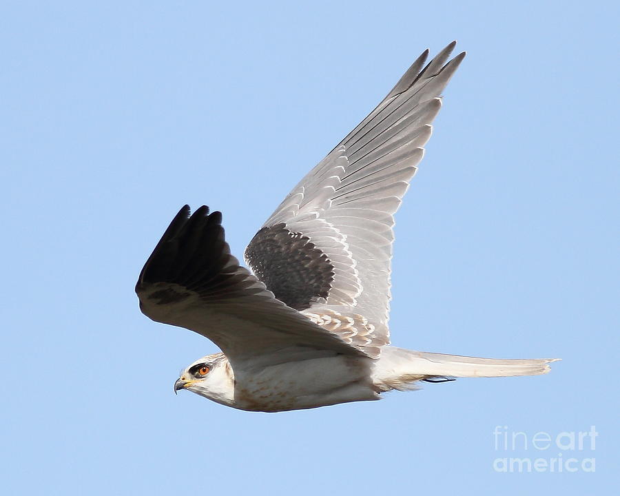 White-Tailed Kite Hawk In Flight . 7D11112 Photograph by Wingsdomain Art and Photography