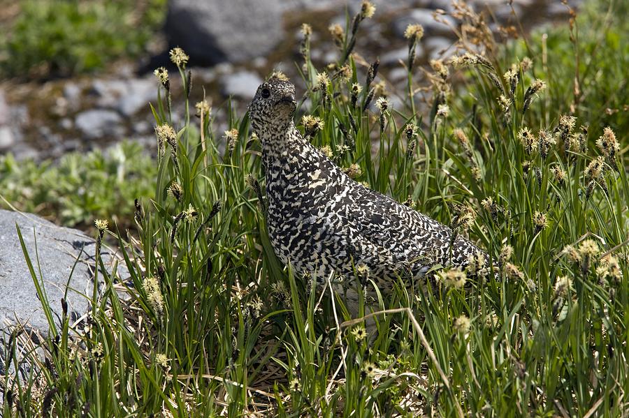 Nature Photograph - White-tailed Ptarmigan On A Mountainside by Bob Gibbons