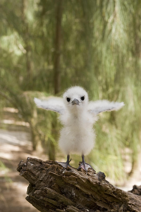 White Tern Chick Midway Atoll Hawaiian Photograph by Sebastian Kennerknecht