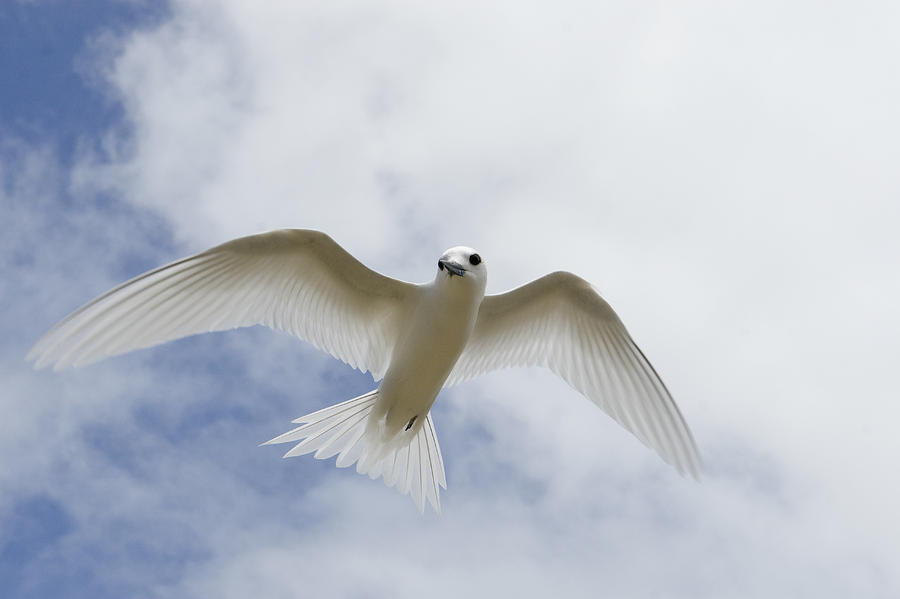 White Tern Flying Midway Atoll Hawaiian Photograph by Sebastian Kennerknecht