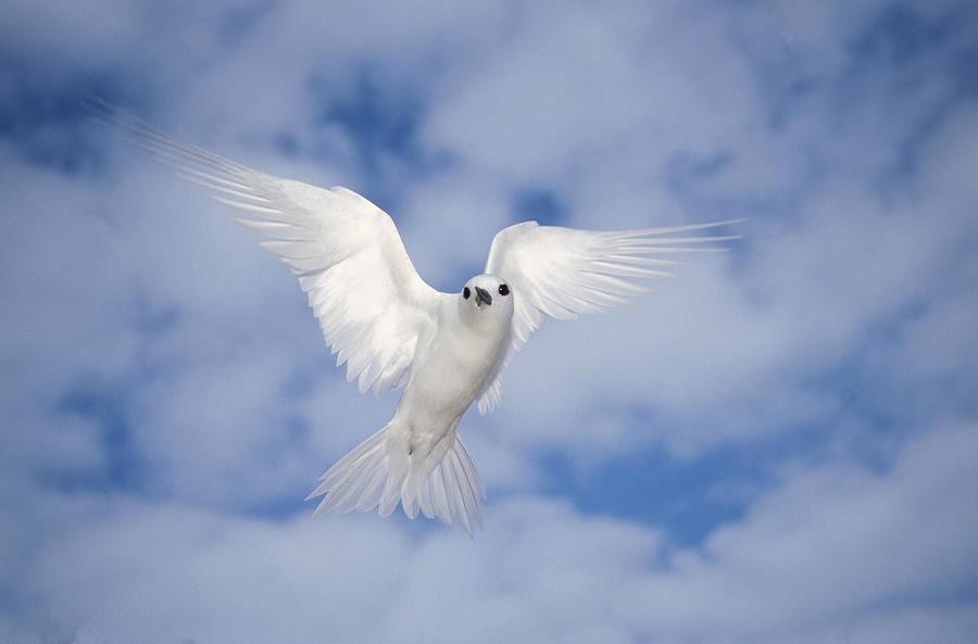 White Tern Gygis Alba Hovering Photograph by Tui De Roy