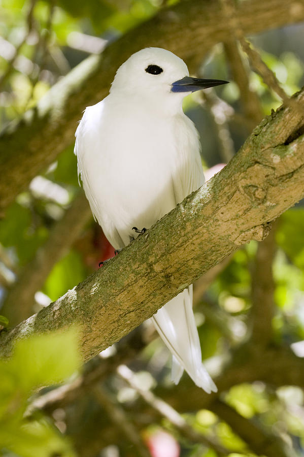 White Tern In Tree Midway Atoll Photograph by Sebastian Kennerknecht