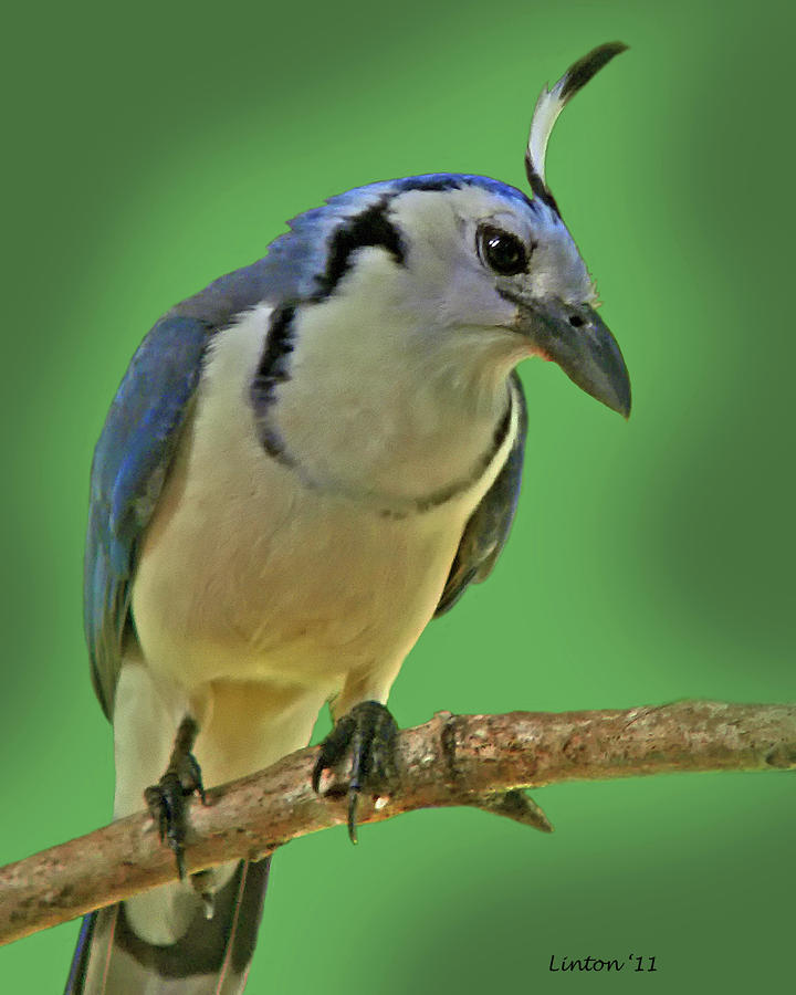 White-throated Magpie Jay Photograph by Larry Linton