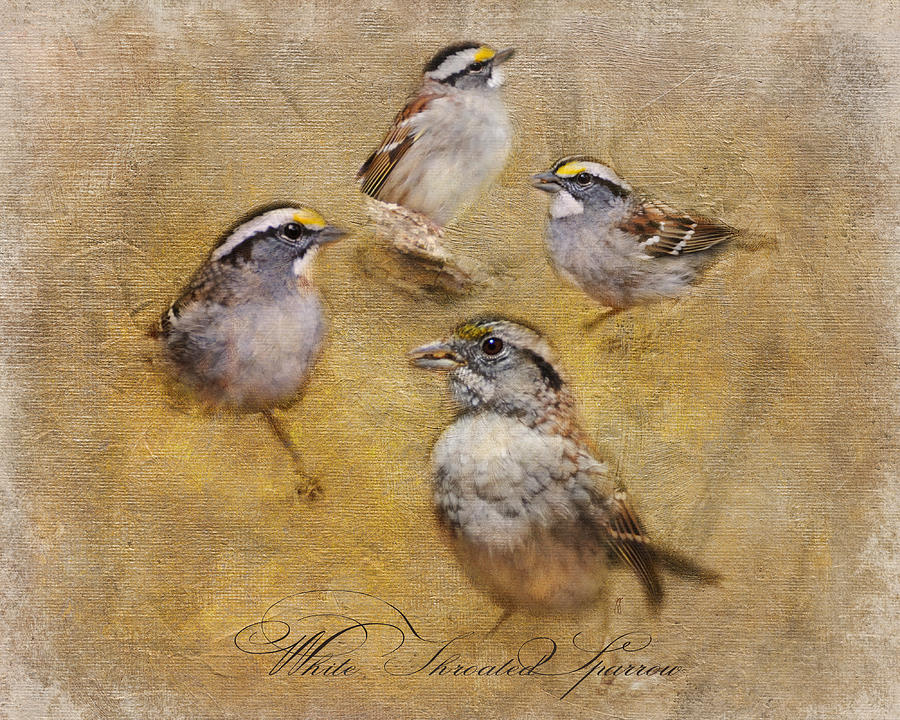 White Throated Sparrow Montage Photograph by Jai Johnson
