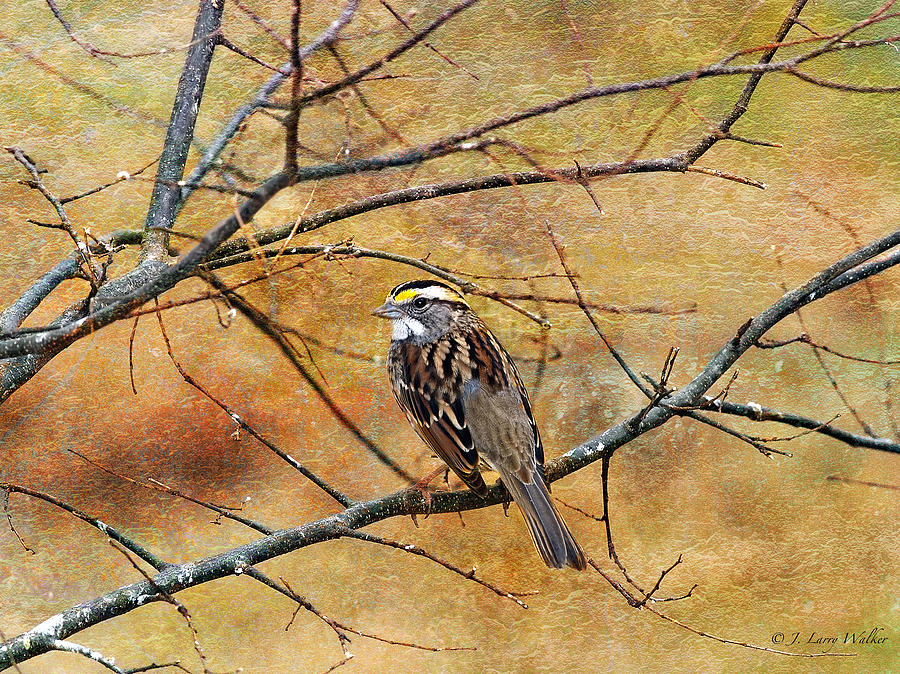 White-Throated Sparrow Tweeting Digital Art by J Larry Walker