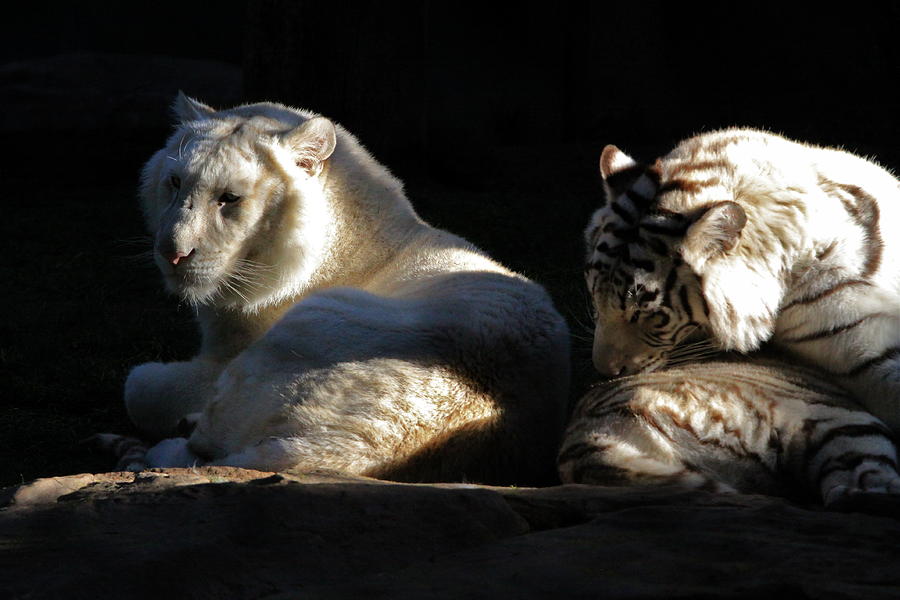 White Tiger And Lion Photograph
