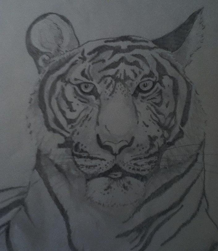 White Tiger Drawing by Chris Ivey - Fine Art America