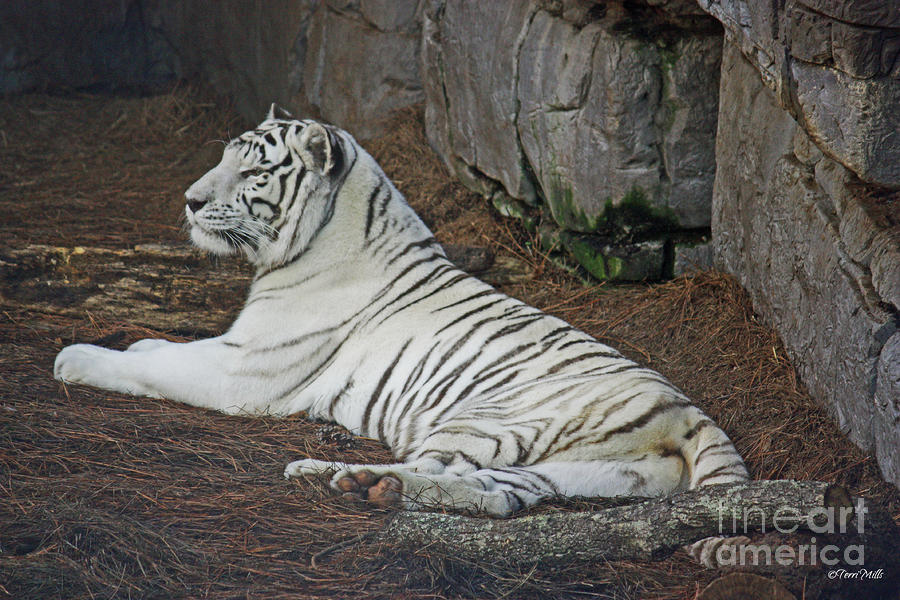 White Tiger -color Photograph by Terri Mills