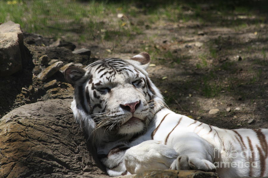 White Tiger Photograph by Jerry Bunger