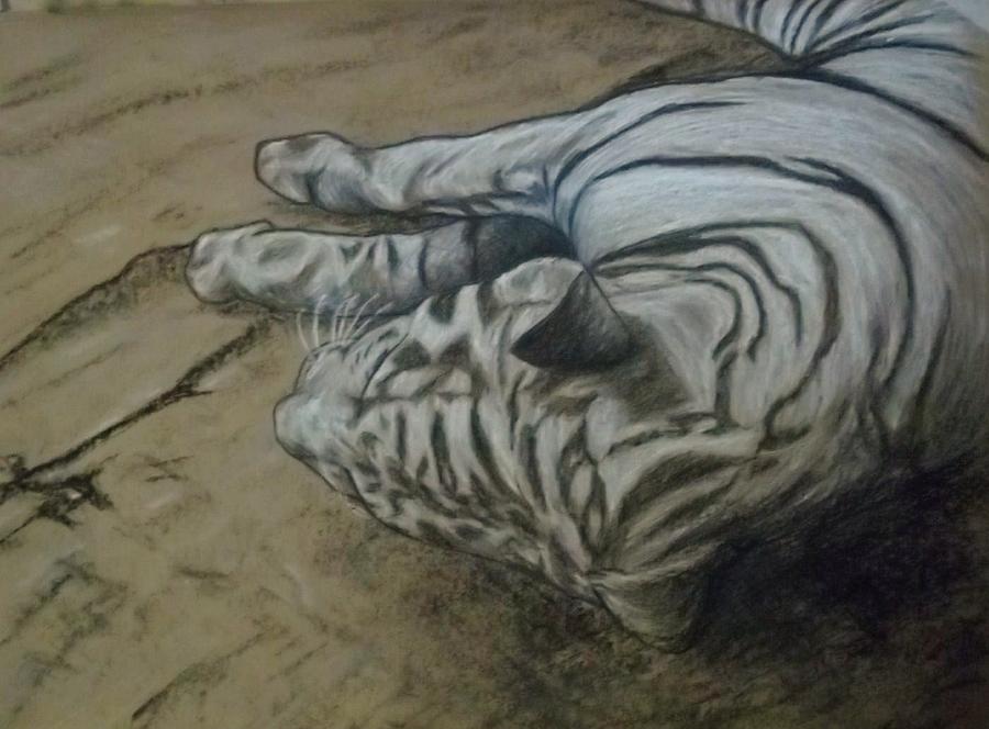 Animal Drawing - White Tiger by John Fierro