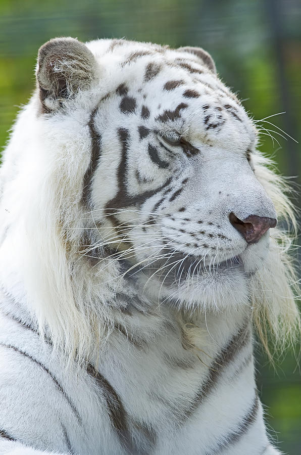 White Tiger Photograph by JT Lewis