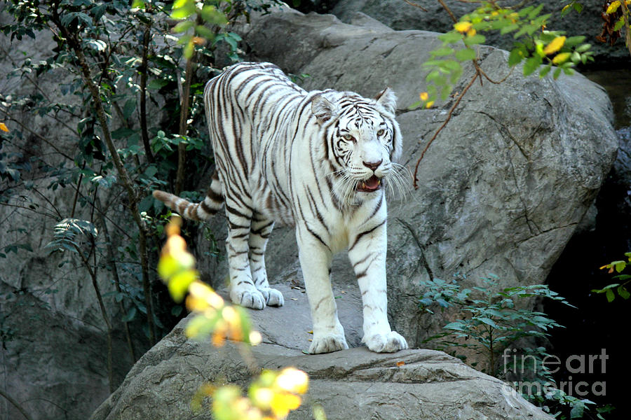 White Tiger Photograph by Kathy  White