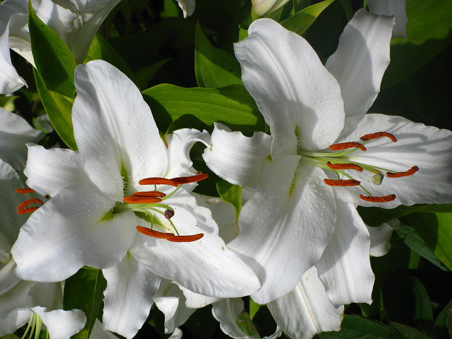 White Tiger Lillies Photograph by Kathy Long