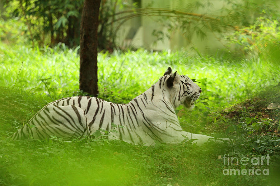 Nature Photograph - White Tiger by Mohan Das