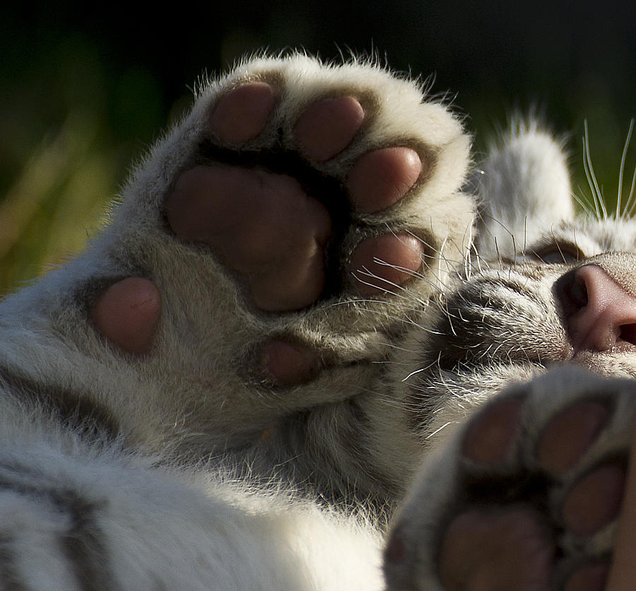 Tiger Paws by Pienta