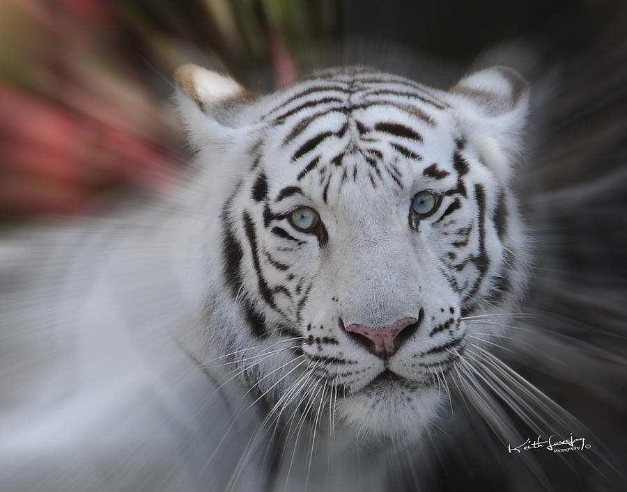 White Tiger Zoomed 1 Photograph by Keith Lovejoy