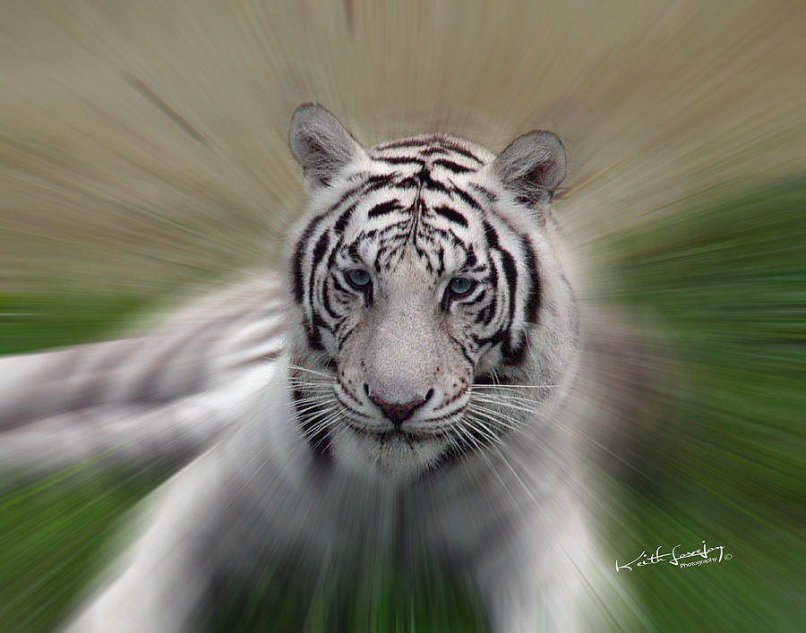 Tiger Photograph - White Tiger Zoomed 2 by Keith Lovejoy