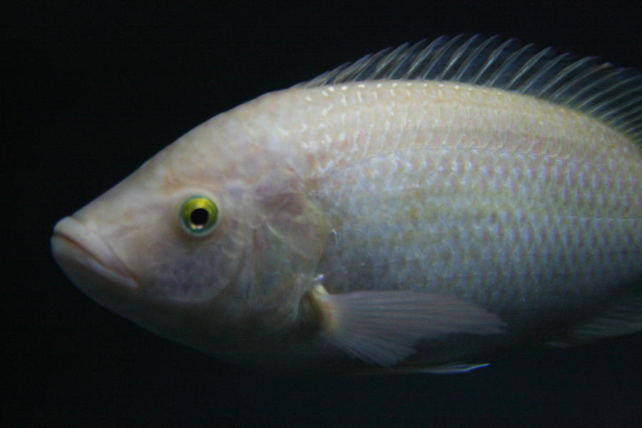 White Tilapia with Yellow Eyes Photograph by Jennifer Bright Burr