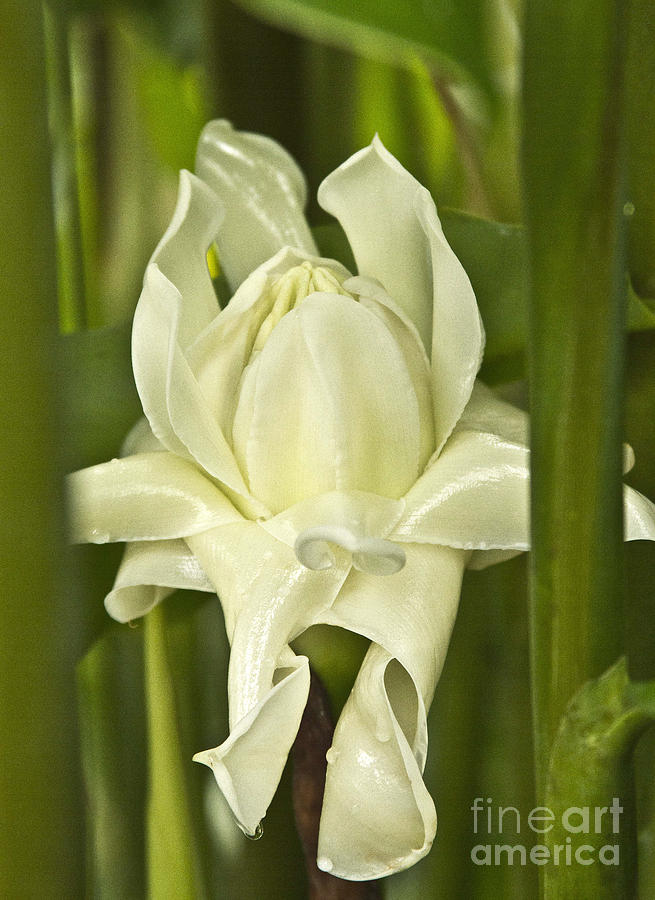 White Torch Ginger Blossom Photograph by Heiko Koehrer-Wagner