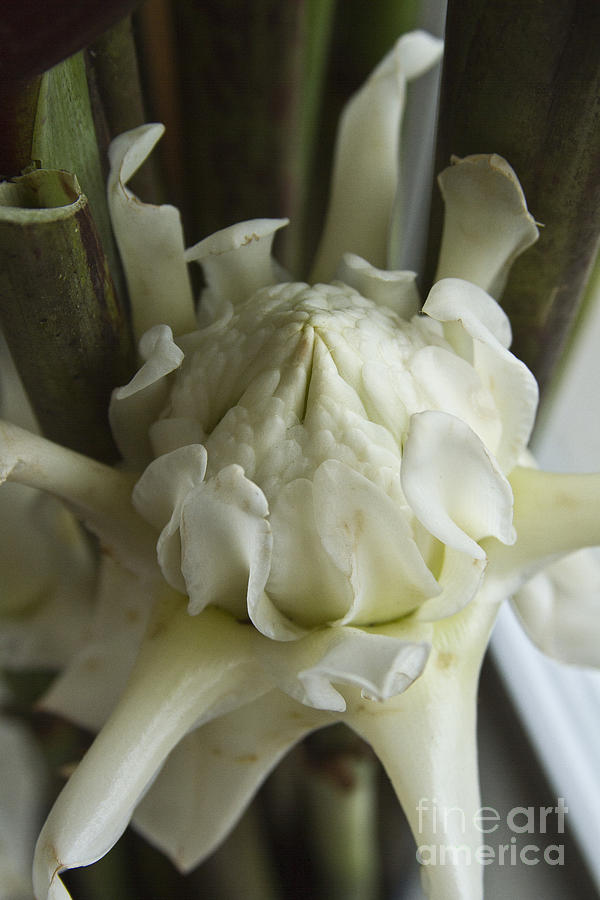 White Torch Ginger Photograph by Heiko Koehrer-Wagner