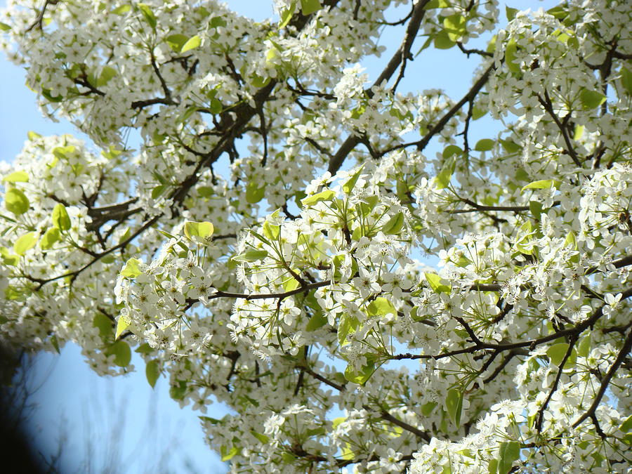 white tree blossoms blue sky art prints photograph by white tree blossoms blue sky art prints photograph by