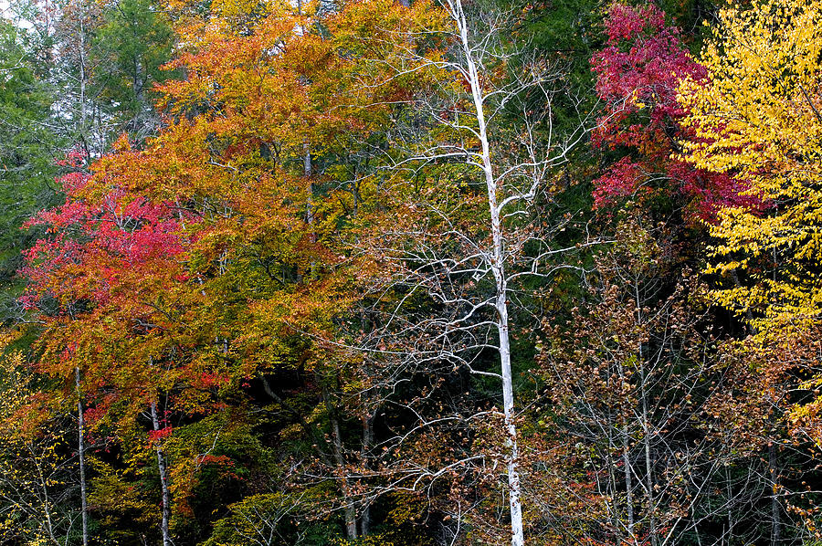 White Tree Fall Colors  Photograph by Rich Franco