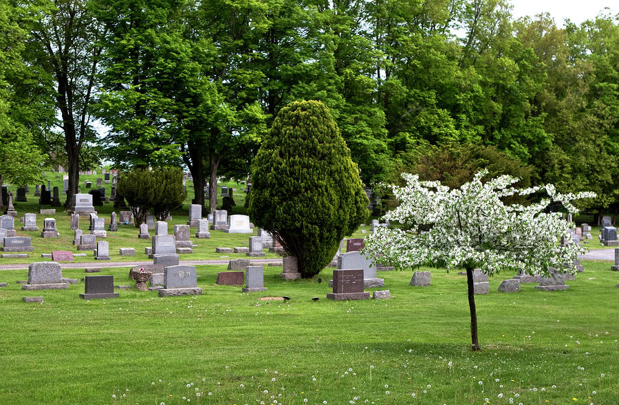 White Tree In Cemetery Photograph by Lorraine Devon Wilke