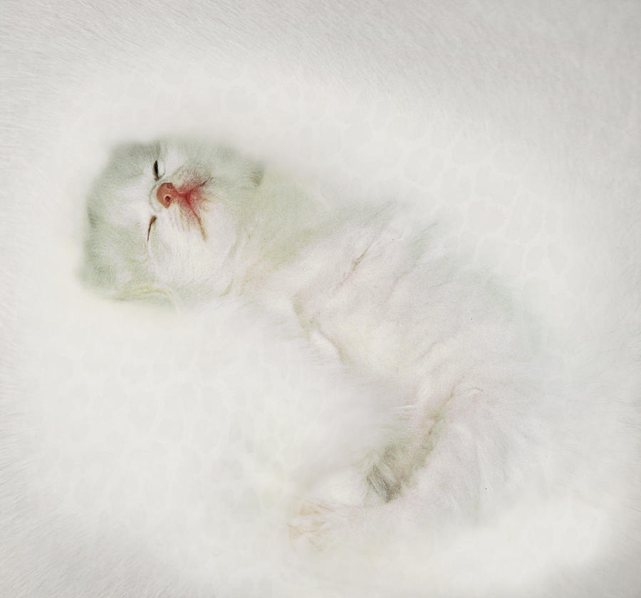 Cat Photograph - White Trifle by Li   van Saathoff