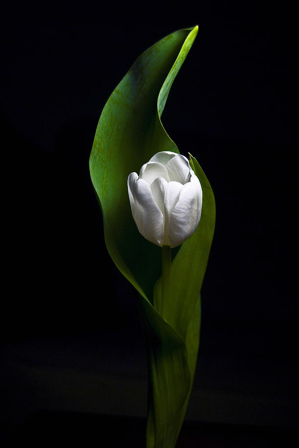 White Tulip Photograph by Elsa Santoro
