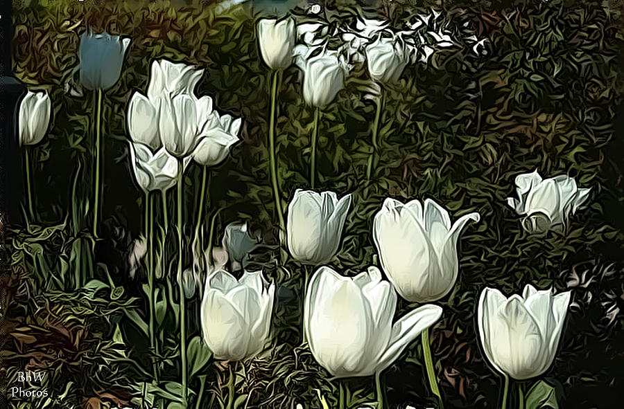 White Tulip Garden Photograph by Bonnie Willis