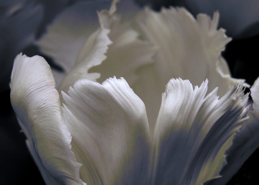 White Tulip Photograph by Nancy Griswold
