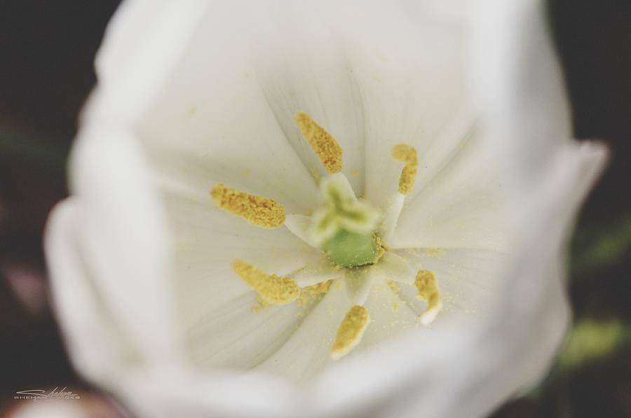 White Tulip Photograph by Shehan Wicks