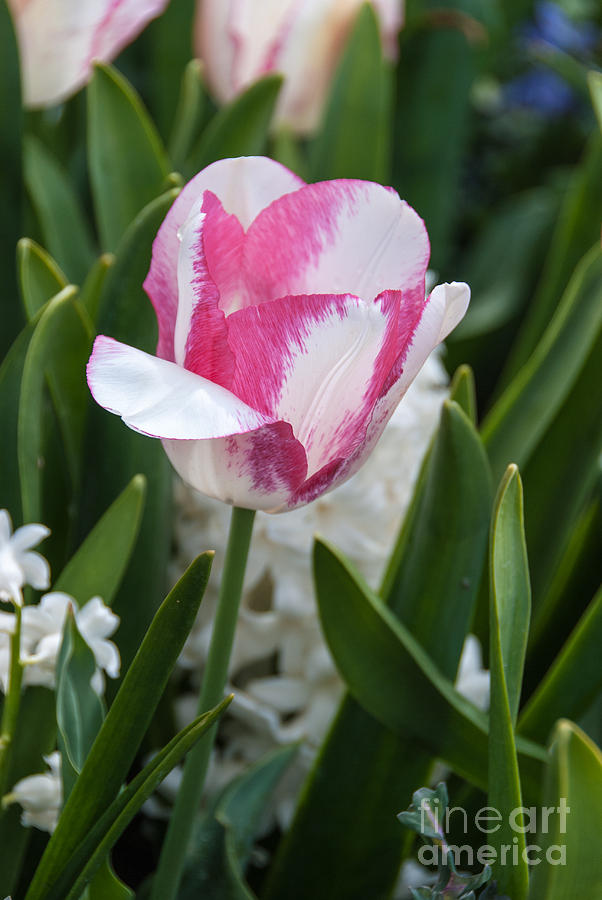 White tulip tinged with pink Photograph by Fran Woods