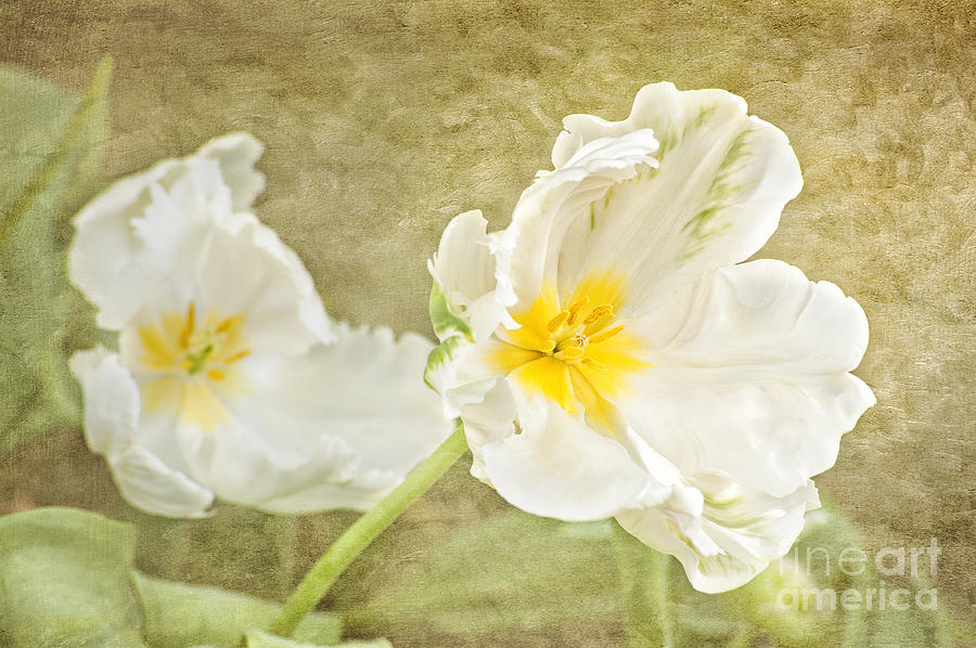 Tulip Photograph - White Tulips by Cheryl Davis