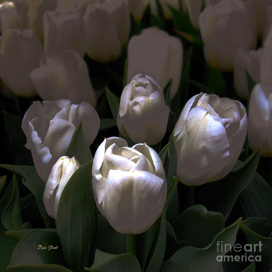 White Tulips Digital Art by Dale   Ford