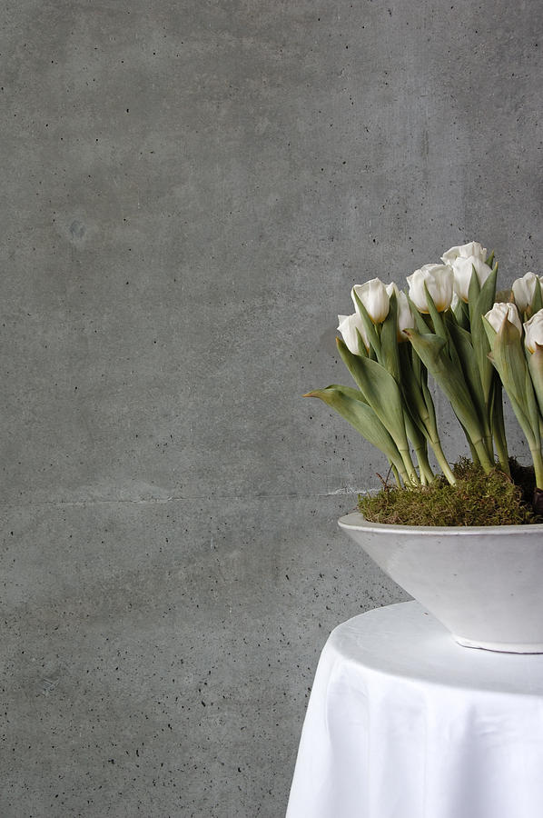 White tulips in bowl - gray concrete wall Photograph by Matthias Hauser