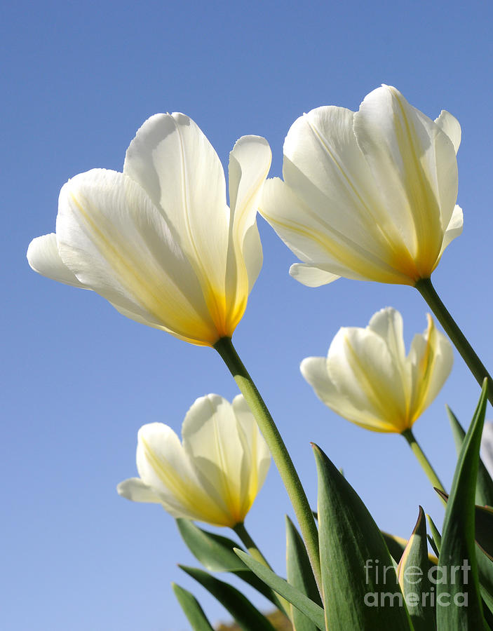 White Tulips Reaching for the Sun and Sky Photograph by Gary Whitton
