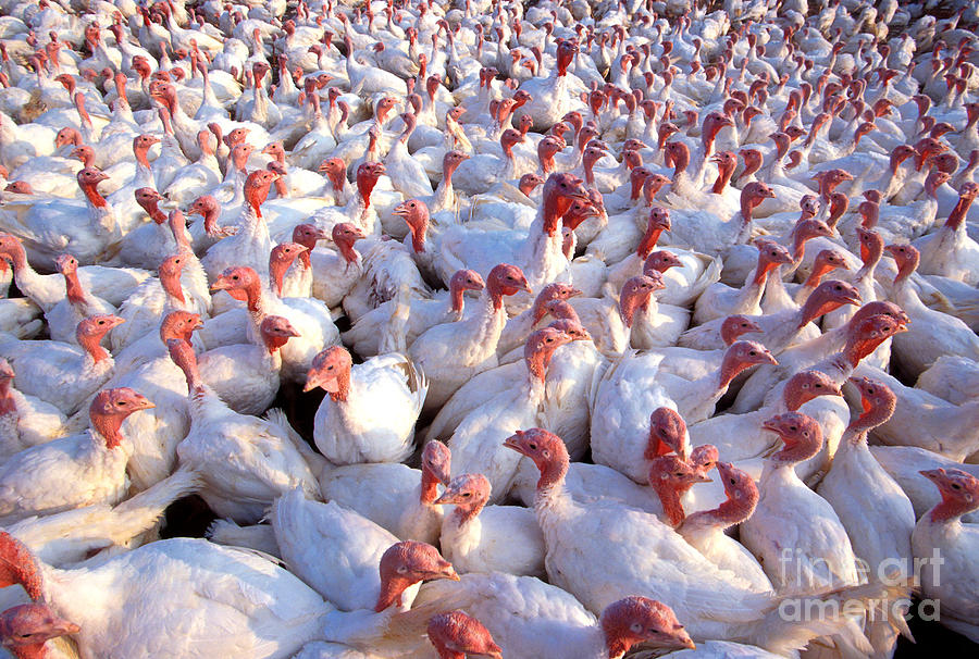 Turkey Photograph - White Turkeys by Science Source