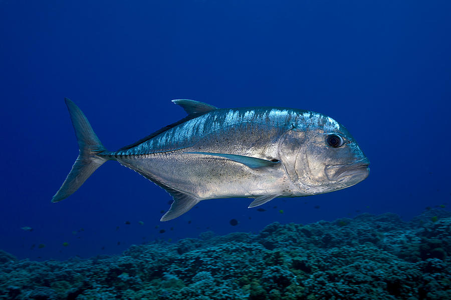 Download White Ulua Photograph by Dave Fleetham