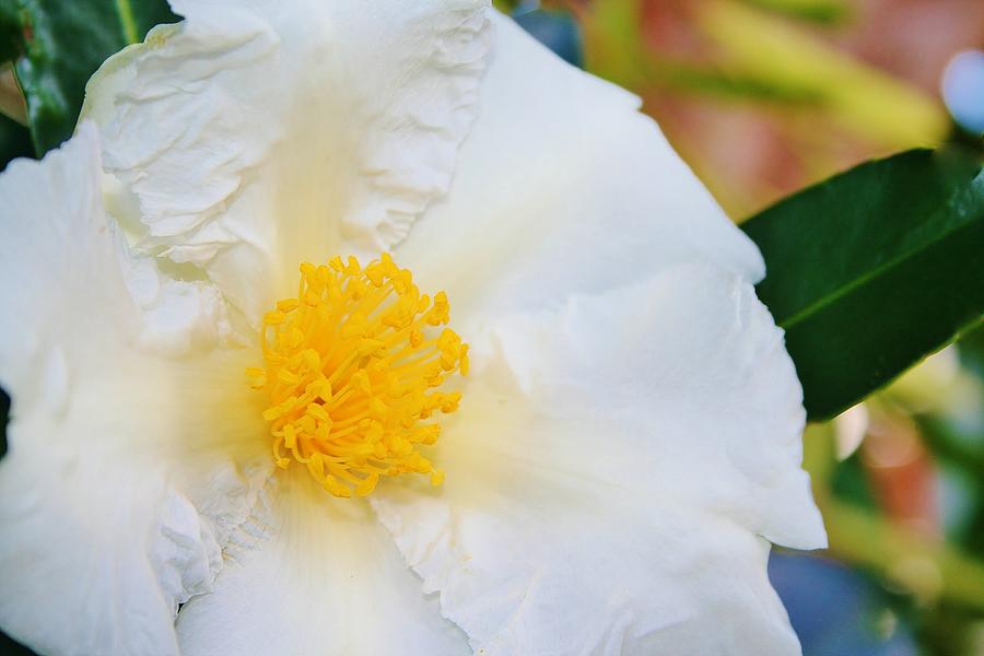 White w yellow center flower Photograph by Kelly Nicodemus-Miller