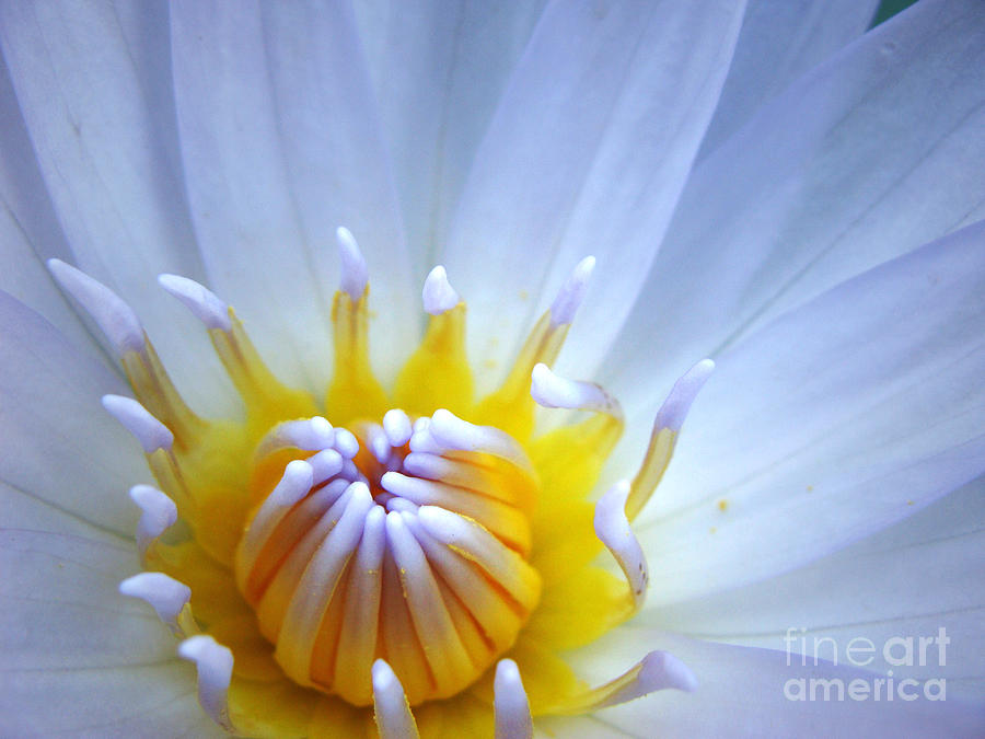 White Water Bloom Photograph by Stacy Michelle Smith