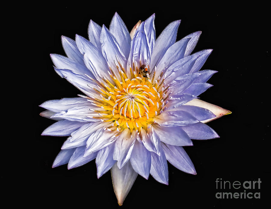 White Water Lilly Photograph by Nick Zelinsky Jr