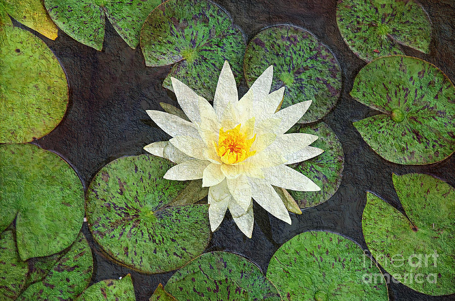 White Water Lily Photograph by Andee Design